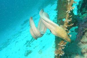 Near death experiences - Thailand (Emma the Giant Mooray Eel)
