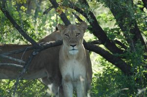 Near death experiences - Kruger National Park (Lioness eyeing me)