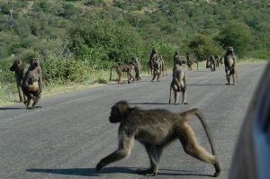 Near death experiences - Kruger National Park, South Africa (lion kill)