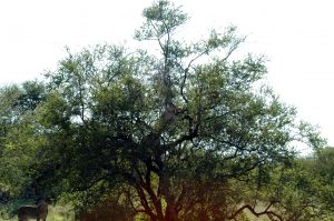 Near death experiences - Kruger National Park, South Africa (lion kill)