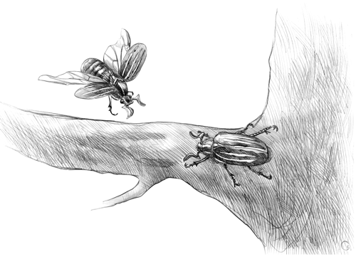 Dengle bugs (medium)