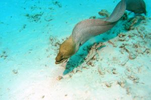 Near death experiences - Similan Islands, Thailand (Emma the Giant Mooray Eel)