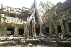 Travelling - Cambodia (ruins overgrown with banyan trees)