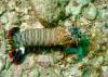 Travel photo Thailand Peacock mantis shrimp