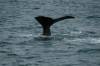 Travel photo New Zealand sperm whale