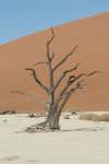 Travel photo Namibia Sossusvlei dead tree