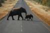 Travel photo Botswana Elephants crossing road