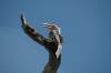 Travel photo South Africa Yellow-billed hornbill