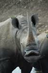 Travel photo Swaziland White rhino