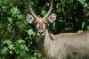 Travel photo South Africa Waterbuck