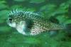 Travel photo Australia Porcupine puffer fish