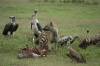 Travel photo Tanzania Serengeti zebra kill