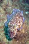 Travel photo Thailand Giant cuttlefish