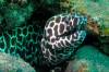 Travel photo Thailand Honeycomb mooray eel