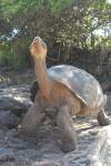 Travel photo Galapagos Islands Lonesome George