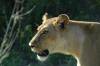 Travel photo South Africa Lioness