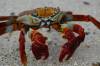 Travel photo Galapagos Islands Betty lightfoot crab