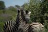 Travel photo Kruger National Park zebras