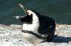 Travel photo South Africa Cape Town penguin